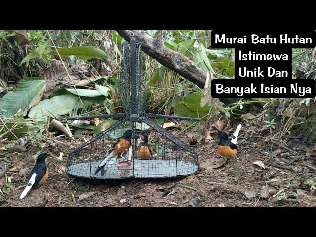 INI DIA TIPE MURAI BATU HUTAN YANG SAYA CARI2 || DAPAT DI PINGGIR JALAN AJA