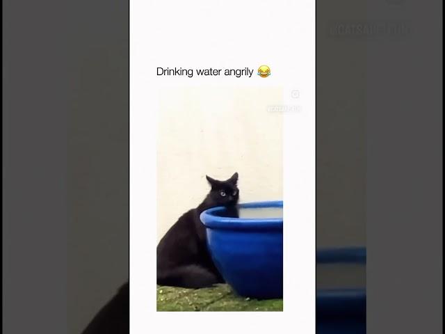 Drinking water angrily #techtitan #funny #techtitans #viralvideo #memes #techmemer #cat #techmemes