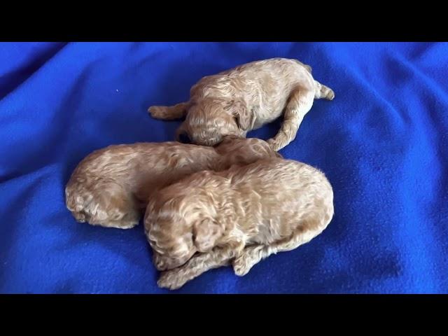 Adorable sleepy poodle puppies @marjopoodles