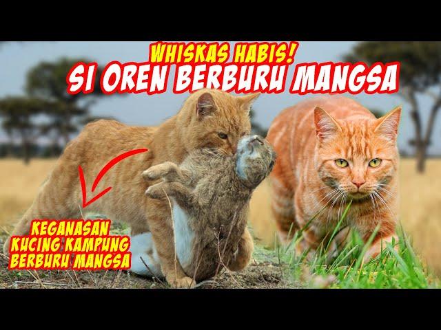 Momen Langka Kucing Oren Barbar Berburu Mangsa yang Terekam Kamera!