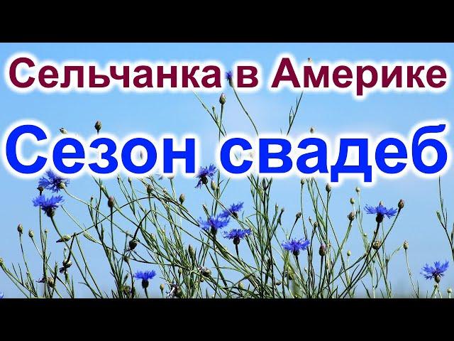 Сельчанка в Америке. Сезон свадеб