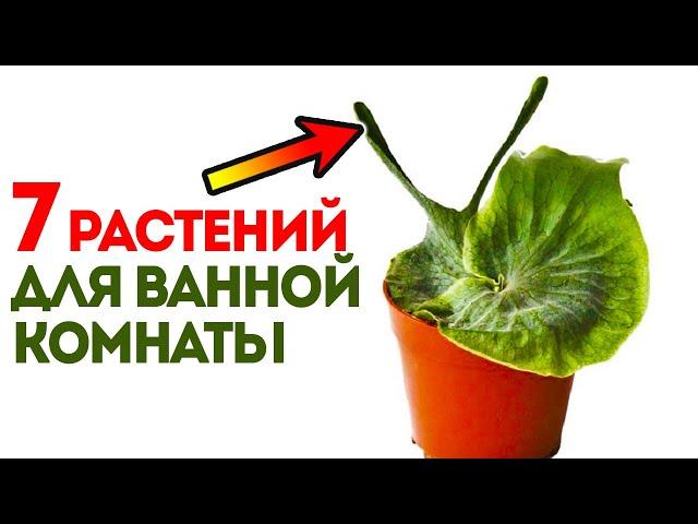 Удивительно! Эти растут в тёмных и влажных комнатах. Комнатные растения