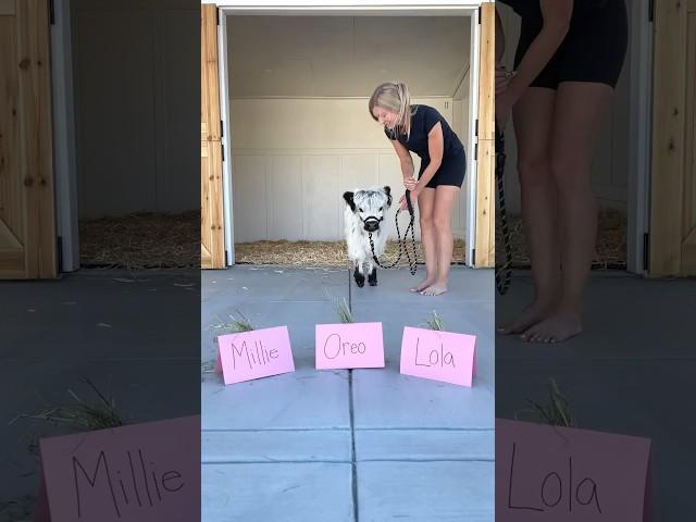 Baby cow chooses her forever name! #shorts