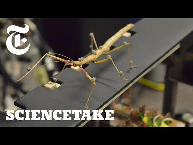 How a Stick Insect Walks | ScienceTake