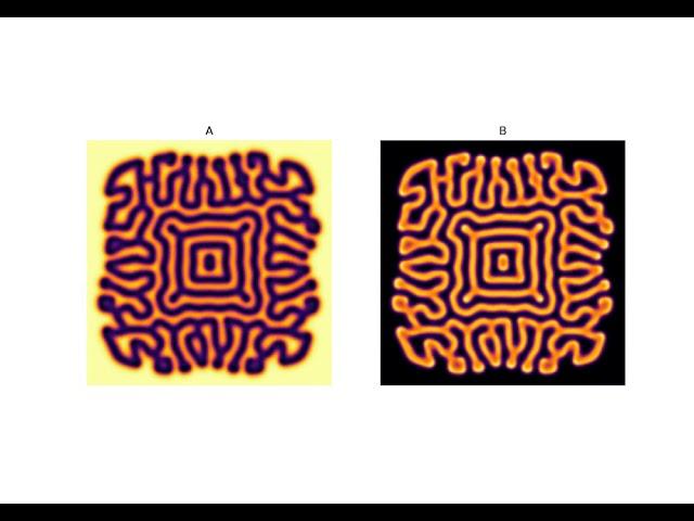 Animation of the Turing Patterns forming.