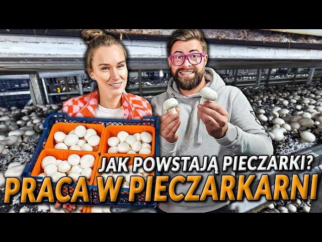 JAK UPRAWIA SIĘ PIECZARKI? Praca w pieczarkarni - czy to opłacalny biznes? | DO ROBOTY