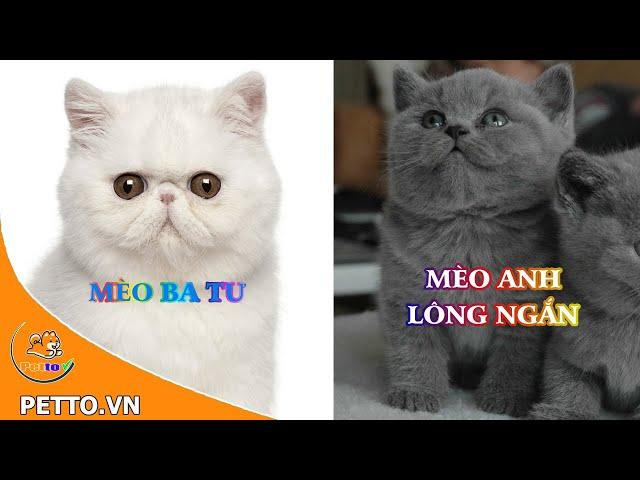 Top 5 Giống Mèo Cảnh Phổ Biến Nhất Tại Việt Nam