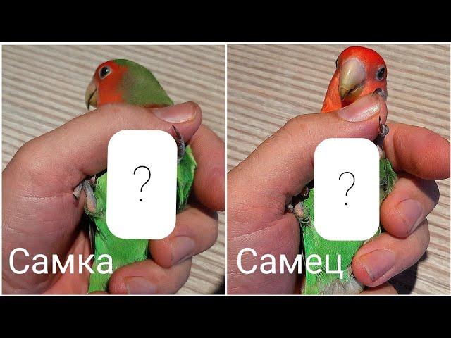 lovebird parrot how to determine gender