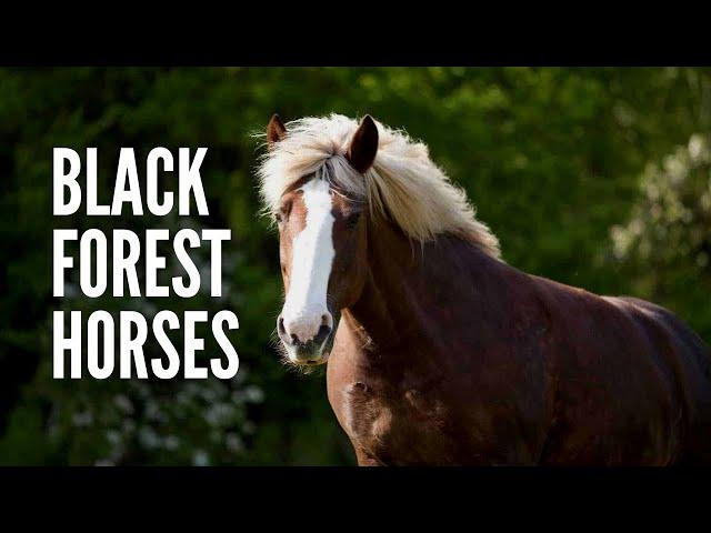 Black Forest Horses: Everything You Should Know