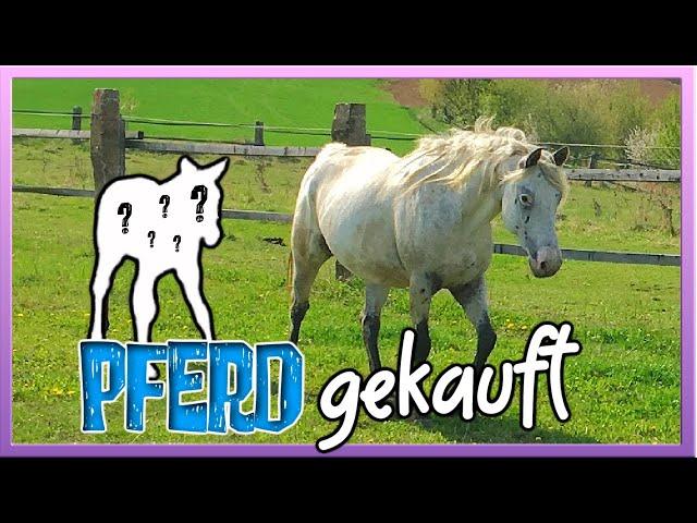 ich habe mir ein PFERD GEKAUFT  (kein Clickbait!)