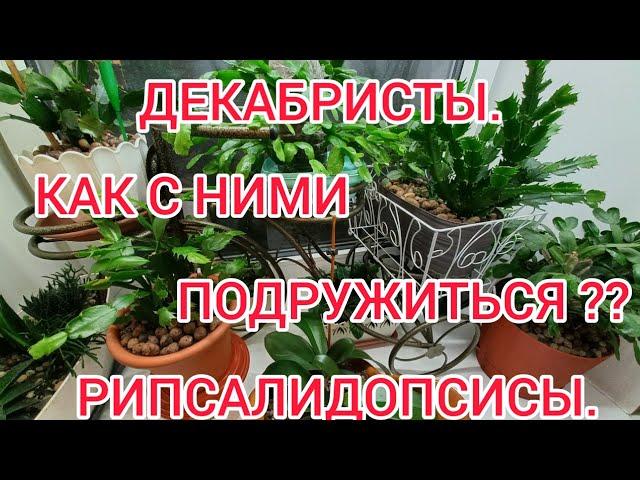 ДЕКАБРИСТ РОЖДЕСТВЕННИК,РИПСАЛИДОПСИС! КАК ПОДРУЖИТЬСЯ С ЭТИМИ РАСТЕНИЯМИ!?! Мой успешный опыт.