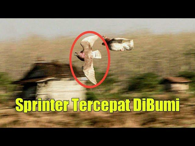 Detik Detik Video Merpati Balap Tercepat Didunia & Akhirat