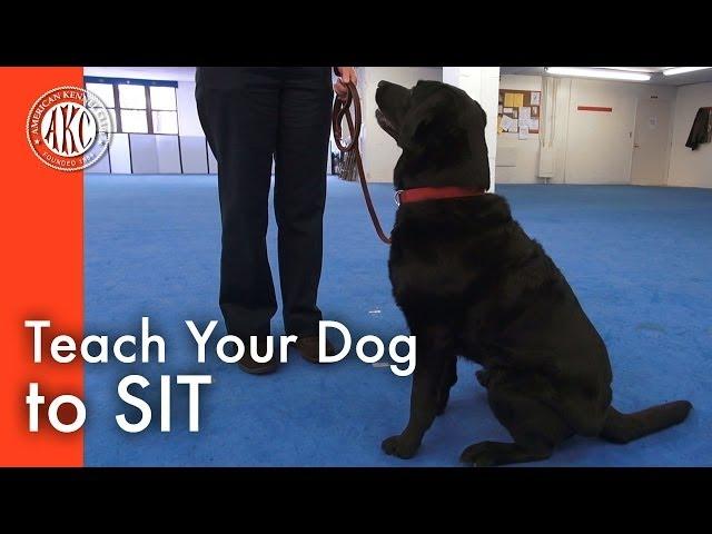 Teach Your Dog to Sit