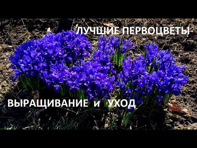 Синий островок в саду ранней весной. Многие на знают эти цветы.ИРИСЫ -ПЕРВОЦВЕТЫ .для сада и вазонов