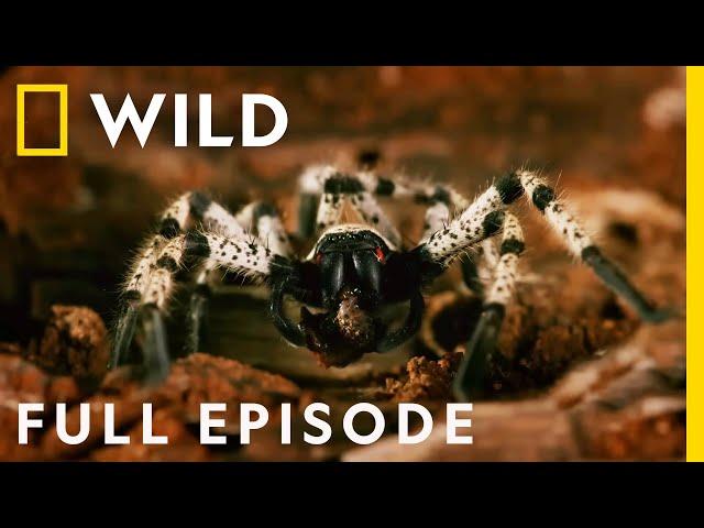 Killer Creatures: The Forests of India (Full Episode) | Dead by Dawn