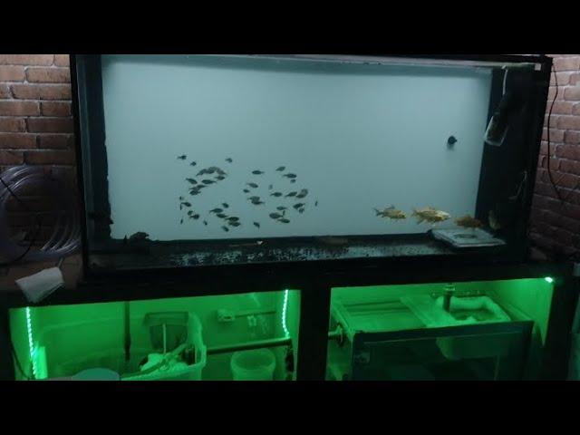 alimentando meus 3 alevinos de trairão tornasol com filé de tilápia #aquariojumbo #trairao #aquario