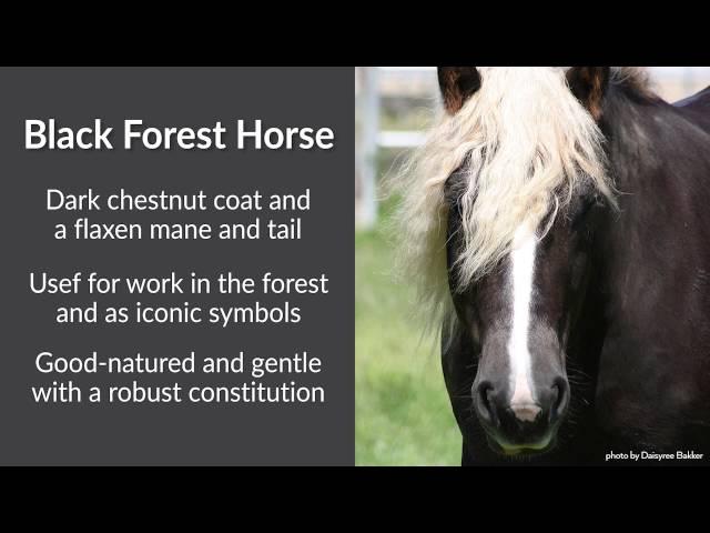 Unusual Horses: Black Forest Draft