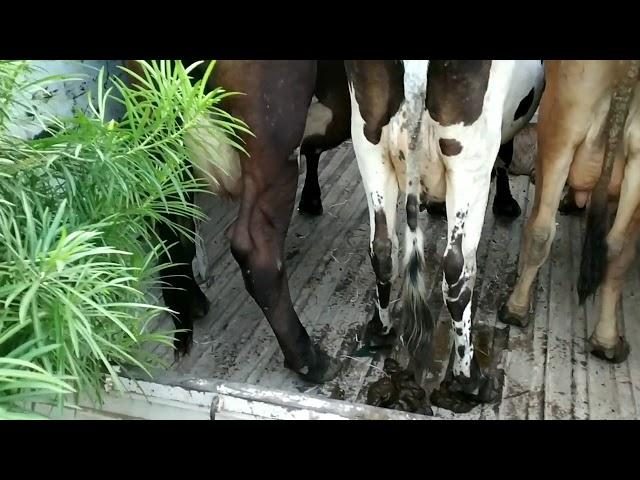 Sonu dairy farm and cow supplier Bilaspur Chhattisgarh se Odisha ke liye Gaye loading