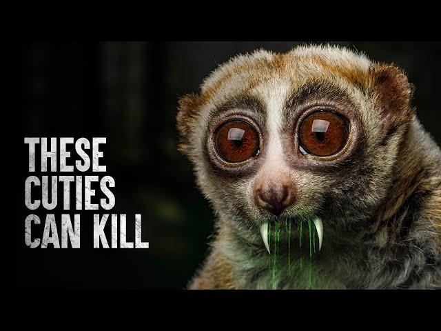 How to Survive the Top 5 Cutest Animals That Can Kill You