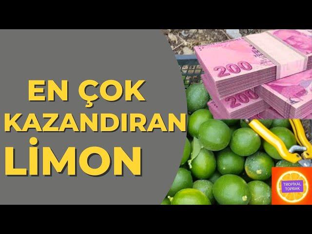 En ÇOK Kazandıran Limon '' Laym misket '' #tropikaltopraktv lime limon. misket limon