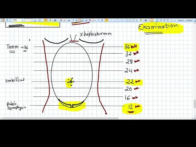 Fundal Height of the Uterus