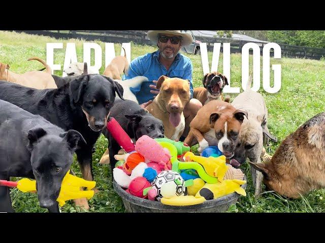 Dog Toys Generously Donated | My Life Vlog as a Veteran with Lots of Dogs - Dog Farm Australia