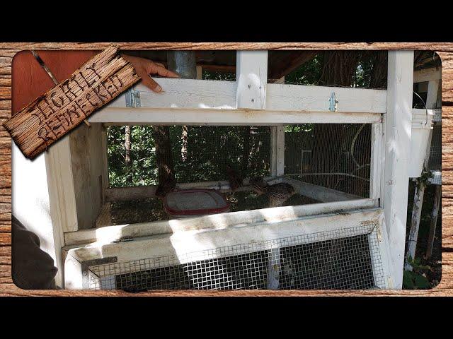 Quail Keeping For Beginners    All You Need to Know to Get Started With Coturnix Quail