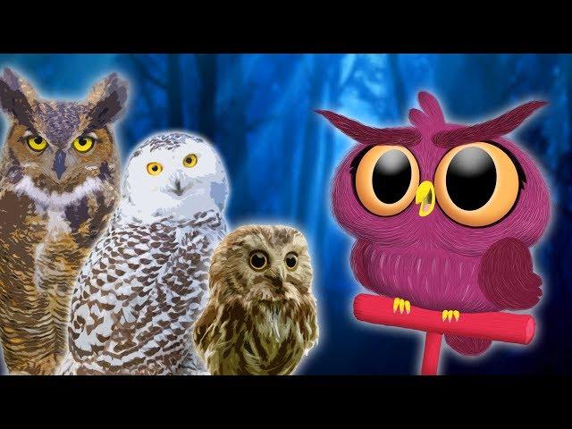 Owls for Kids  Animals for Kids | Educational Videos for Kids