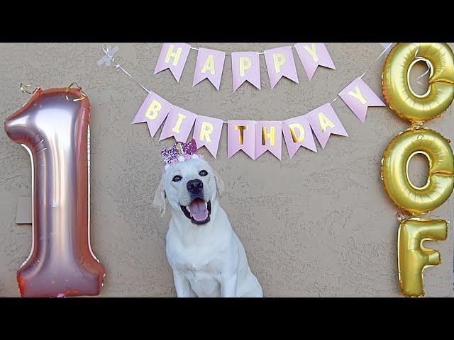 My Labrador's 1st Birthday!!