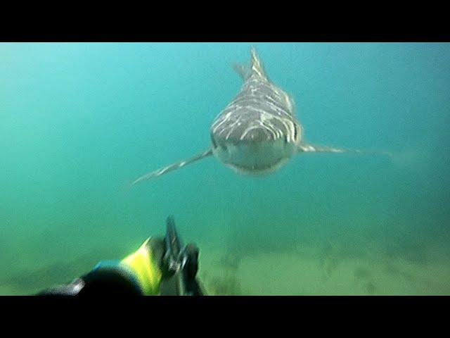 5 SCARY Shark Attacks Caught On Camera