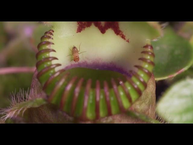 Carnivorous Plants = The Perfect Hunters