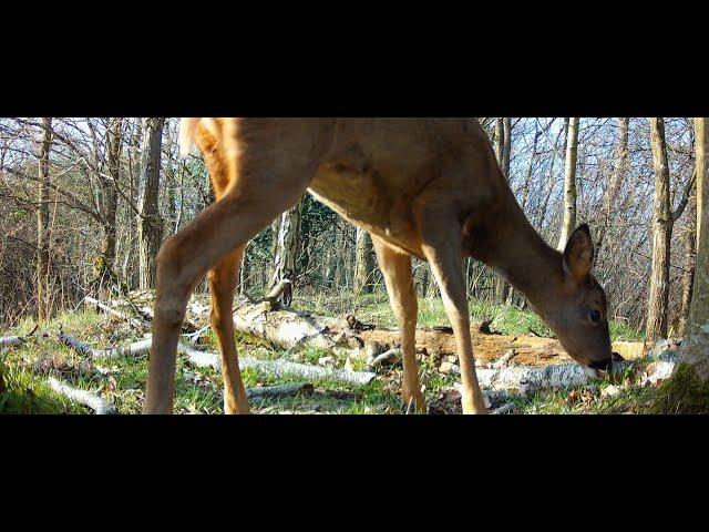 Roe deer doe eating fresh spring shoots