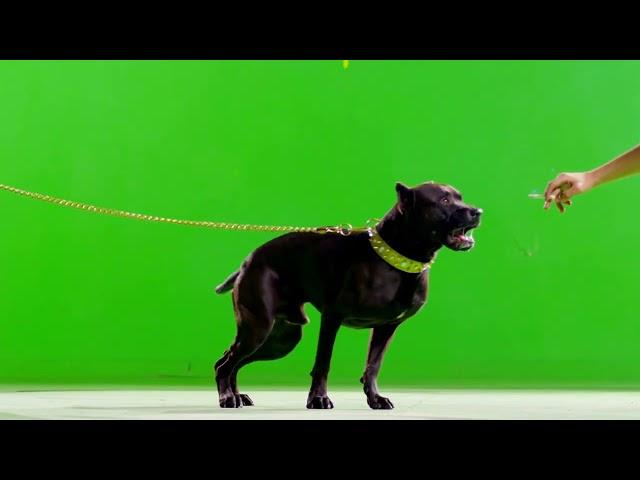 Dog Green Screen | Dog Green Screen Barking | Dog Green Screen HD