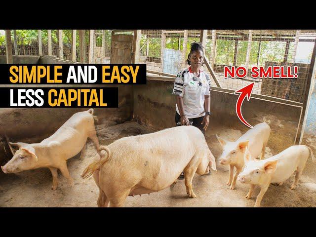 How To START A SUCCESSFUL Pig Farm As a BEGINNER in 2023 with Less CAPITAL  - DETAILED STEPS