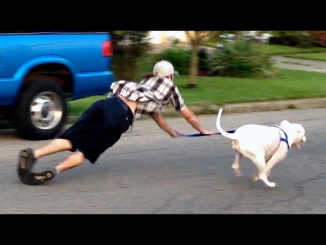 OLD DOG NEW FAILS | Dogs Failing Compilation