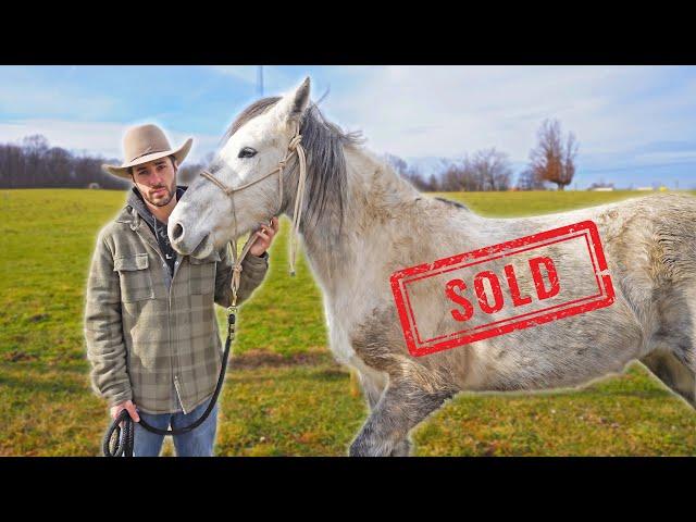 We Had To Sell Our Wild Mustang :(