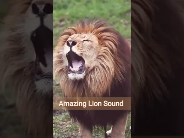 Lion Sound  | Lion Roaring ( Roar sound ) #shorts