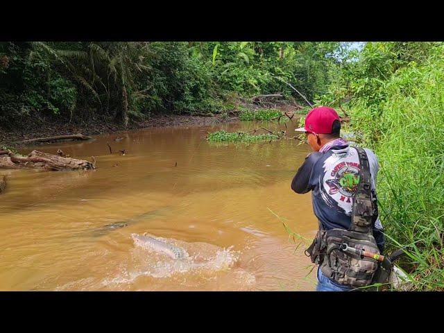 TIDAK DI DUGA..!! SUNGAI ULAR INI BANYAK DI HUNI PREDATOR TOMAN ( GIANT SNAKEHEAD )