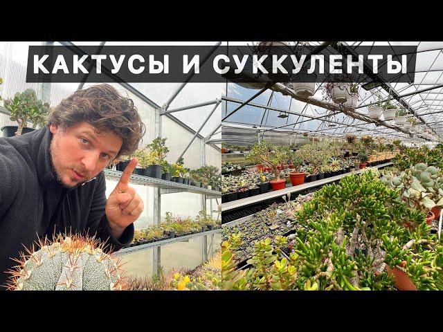 КАКТУСЫ И ДРУГИЕ СУККУЛЕНТЫ ЧТО СЛОЖНЕЕ ВЫРАЩИВАТЬ?