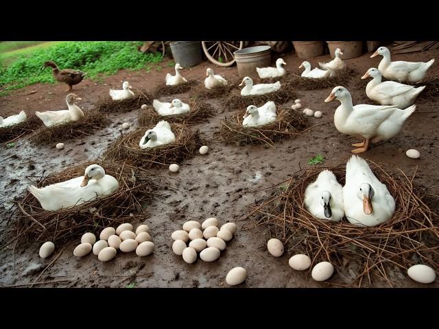 Harvesting Duck Eggs - Free Range Duck Raising - Duck Farm Business