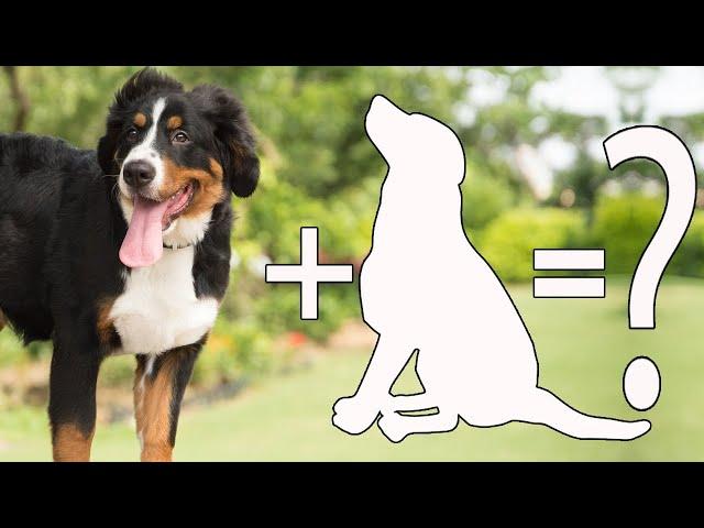 10 Unreal Bernese Mountain Dog Cross Breed / Bernese Mountain Dog Mix Breeds