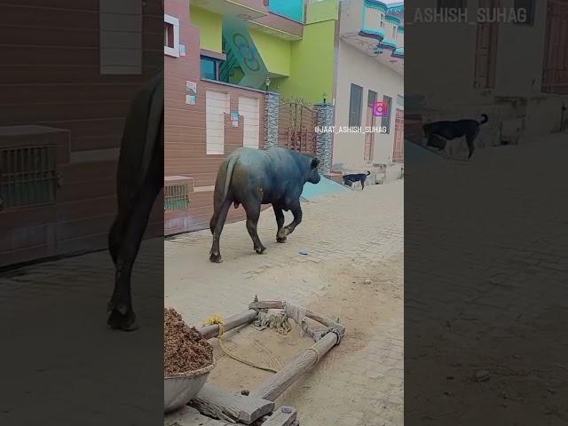 panchayati murrah bull#haryana #haryanvi #kisan #farmer #animals #animal #rohtak #desi #village