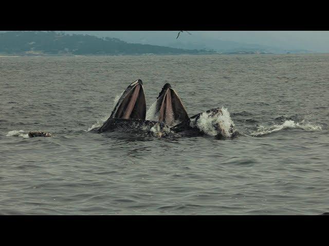 Episode 10 - Lunge feeding Humpback whales