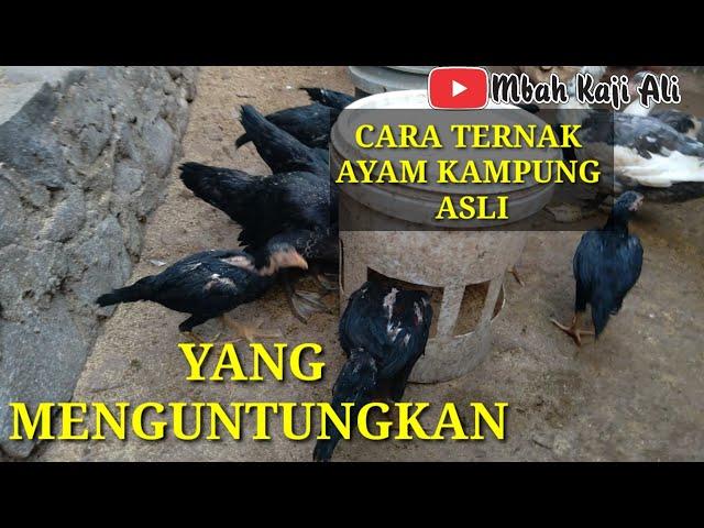 CARA TERNAK AYAM KAMPUNG YANG MENGUNTUNGKAN