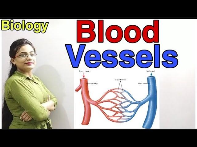 DG Pathshala|| Blood Vessels|| Difference Between Arteries and Veins|| Class-10 ICSE/CBSE Biology