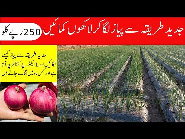 Pyaz Kaisy Lgain 2023 | Onion Farming In Pakistan2023 | Pyaz Lgany Ka Triqa 2023