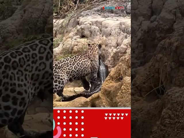 #animals #jaguar #cheetah #leopard #jaguarsetia #zoo #lioncubs #jaguarindonesia #lioncub