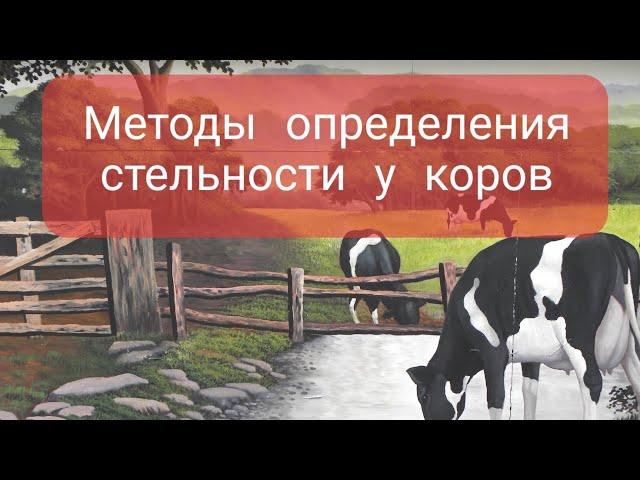 Методы определения стельности у коровы и у телки! Признаки стельности у коров и телок.