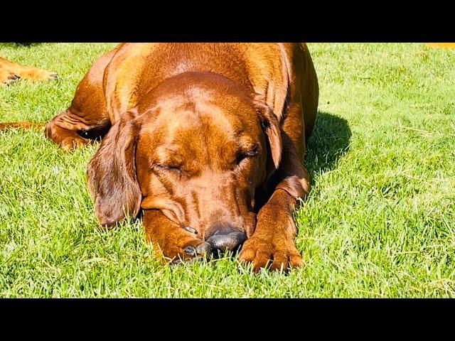 Родезийский Риджбек - релакс /Rhodesian Ridgeback’s relaxed / часть 1