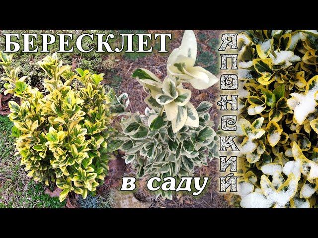 Бересклет японский в саду. Обзор сортов. Агротехника.